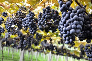 Incentivo ao cultivo de parreirais irão aumentar a produção de uva e vinho