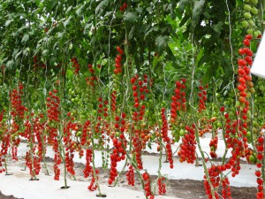O tomate grape ou tomate-uva vem se destacando pelo sabor adocicado e pelo formato
