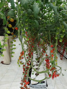 Os tomates do segmento grape são cultivados, principalmente, em estufas