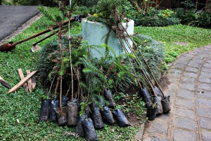 Foram plantadas cerca de 20 mudas de Araucária com o objetivo de preservar a árvore símbolo do Estado