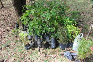 Dia da Árvore foi comemorado em Colombo e moradores participam do Mutirão Reflorestamento 2015