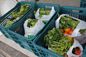 Em outubro, 495 sacolas de alimentos foram distribuídos pelo programa Coleta Verde