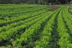 Os produtores de hortaliças em Colombo já se preparam para a temporada das geadas.
