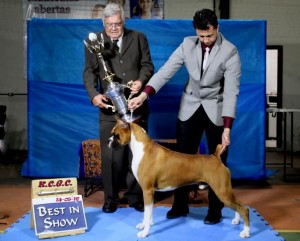 Exposição de cães de raça pura também vai contar com a competição que premiará os cachorros mais belos do Brasil