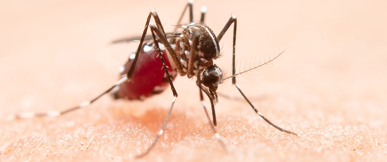 Mutirão contra a dengue mobiliza agentes de saúde e endemias em Presidente  Kennedy